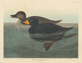 American Scoter Duck, 1838.
