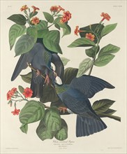 White-crowned Pigeon, 1833.