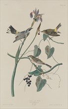 Yellow-crown Warbler, 1832.