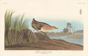 Yellow-breasted Rail, 1836.