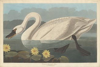 Common American Swan, 1838.
