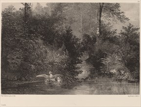 Canards, 1861/1866. [Ducks].