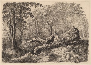 Mouldering Tree Trunk, 1794.