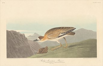Rocky Mountain Plover, 1836.