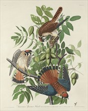 American Sparrow Hawk, 1832.