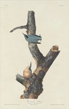 Red-breasted Nuthatch, 1831.