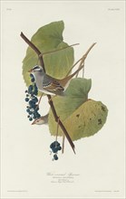 White-crowned Sparrow, 1831.
