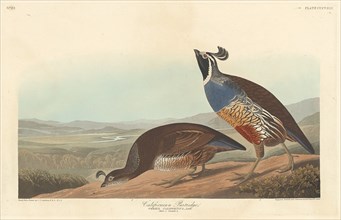 Californian Partridge, 1838.
