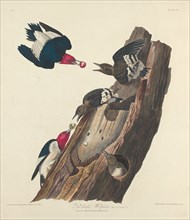 Red-headed Woodpecker, 1828.