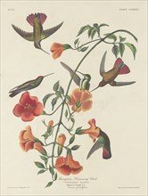 Mangrove Humming Bird, 1834.