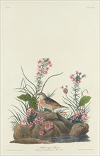 Yellow-winged Sparrow, 1832.