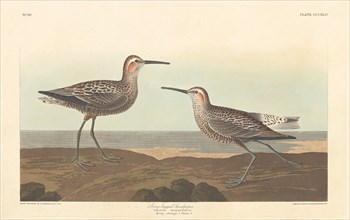 Long-legged Sandpiper, 1836.