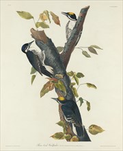 Three-Toed Woodpecker, 1832.