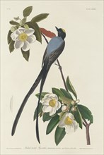 Forked-tail Flycatcher, 1833.