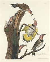 Gold-winged Woodpecker, 1828.