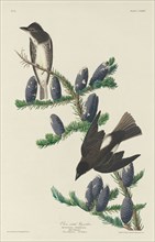 Olive-sided Flycatcher, 1833.