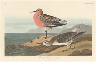 Red-breasted Sandpiper, 1836.