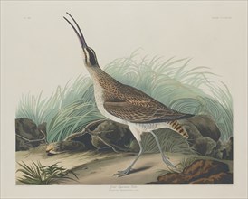 Great Esquimaux Curlew, 1835.