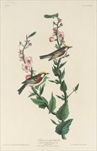 Chestnut-sided Warbler, 1829.