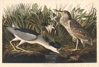 Night Heron or Qua bird, 1835.