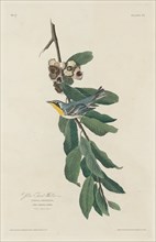 Yellow-throated Warbler, 1830.