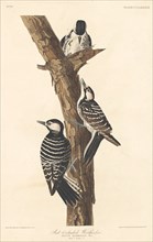 Red-cockaded Woodpecker, 1837.