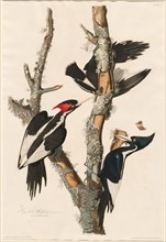 Ivory-billed Woodpecker, 1829.
