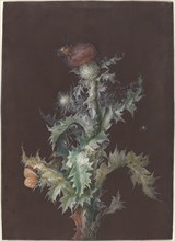 Thistle with Insects, c. 1755.