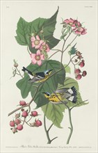 Black and Yellow Warbler, 1831.