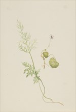 Viola palustris, ca. 1917-1918.