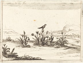 Bird Perched on a Thistle, 1628.