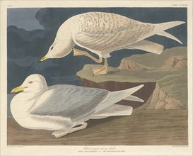 White-winged Silvery Gull, 1835.