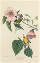 Blue-winged Yellow Warbler, 1827.