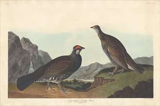 Long-tailed or Dusky Grous, 1837.