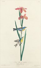 Blue Yellow-backed Warbler, 1827.