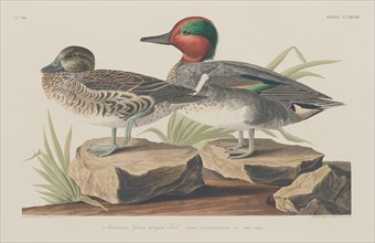 American Green-Winged Teal, 1834.