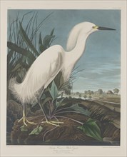 Snowy Heron, or White Egret, 1835.