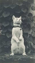 Cat in Eakins's Yard, c. 1880-1890.
