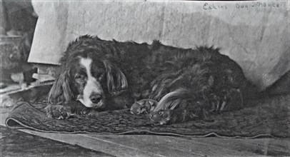 Eakins's Dog "Harry", c. 1880-1890.