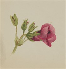 (Untitled--Flower Study), ca. 1876.