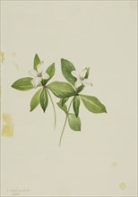 Bunchberry (Cornus canadensis), 1902.