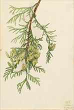 Giant Arborvitae (Thuja plicata), 1923.