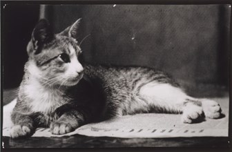 Mrs. Thomas Eakins's Cat, c. 1880-1890.