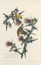 Yellow Bird or American Goldfinch, 1828.