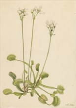 Venus Flytrap (Dionaea muscipula), 1918.