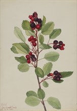 Saskatoon (Amelanchier alnifolia), 1923.