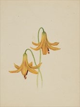 (Untitled--Flower Study), ca. 1876-1878.
