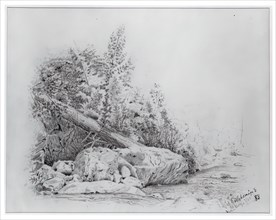 Fallen Tree, Keene Valley, July 25, 1883.