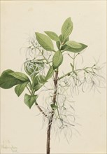 Fringe Tree (Chionanthus virginica), 1922.