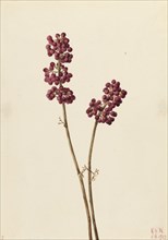 Beauty Berry (Callicarpa americana), 1923.